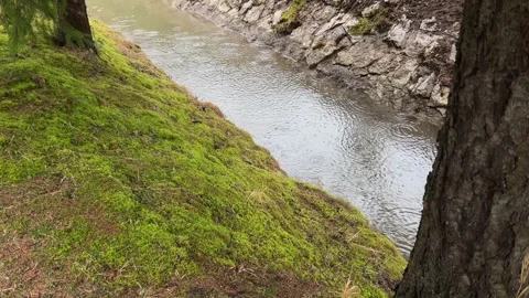 Rainy Forest Stream Framed by Two Tree Trunks with Green Moss Stock Footage 329551151
