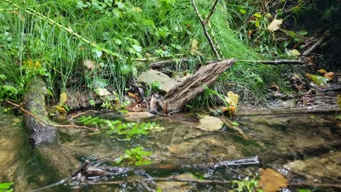 Rainy Forest Stream in Green Woods | Relaxing Nature 4K Video Stock Footage 318844135