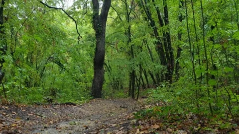 Rainy Forest Trail After a Summer Shower Stock Footage 318948717