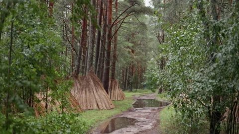 Rainy forest trail with pine trunks, puddles, and straw wrapped tree bases in Stock Footage 344770280
