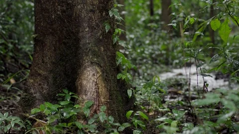Rainy Forest Tree Trunk with Wet Leaves and Flowing Water, Natural Real Footage Video stock 327205542