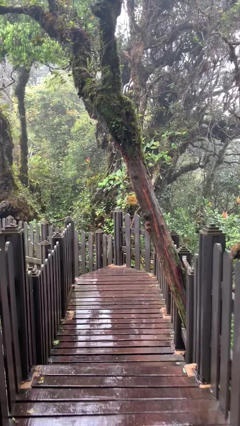 Rainy forest walk in Cameron Highlands Video stock 343428481