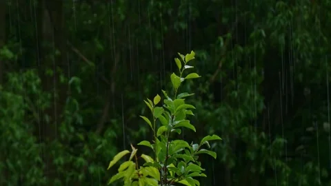 Rainy forest with water drops against background of trees with green leaves Stock Footage 313565892