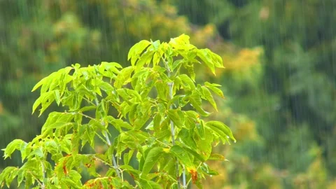 Rainy forest with water drops against background of trees with green leaves Stock Footage 313932973