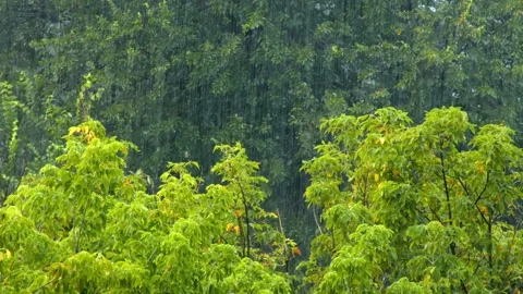 Rainy forest with water drops against background of trees with green leaves Stock Footage 314272385