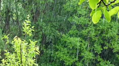Rainy forest with water drops against background of trees with green leaves Stock Footage 314501058