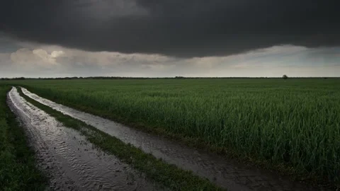 Rainy green wheat field with muddy tracks under dark stormy sky Stock Footage 342327949