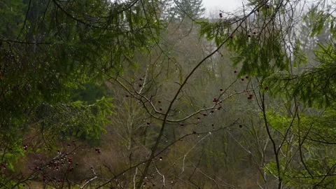 Rainy late winter forest with rose hip branches and water droplets Vídeos de archivo 330100763