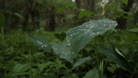 Rainy Leaf Stock Footage