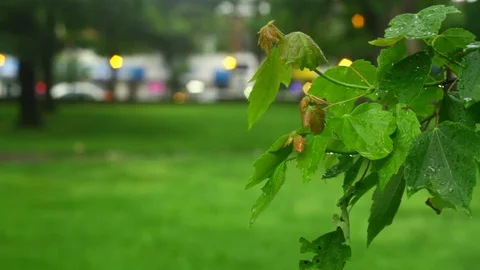 Rainy leaf Video stock 100856015