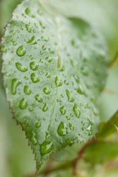 Rainy leaf Photos