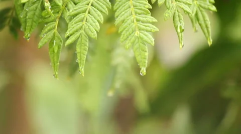 Rainy Leave FullHD Stock Footage 49742985