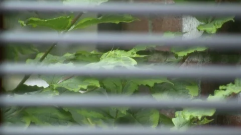 Rainy Leaves Through Window Shades on Cape Cod Video stock 106725962