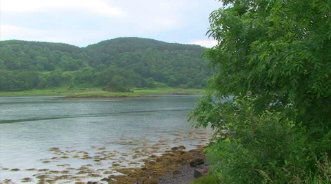 Rainy loch on low tide, with tree on pebble beach Stock Footage 39614506