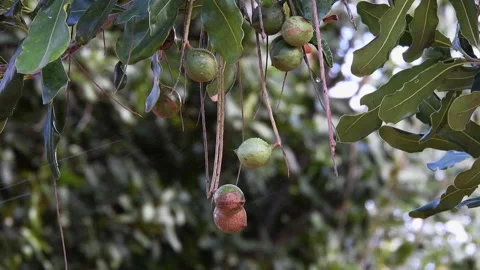Rainy on macadamia nuts on the evergreen tree, macadamia plantation Stock Footage 147696156