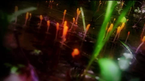 Rainy Magical Forest Stock Footage 5163647