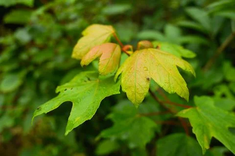 Rainy maple leaves with fresh spring colors and soft blurred garden background Stock Photos