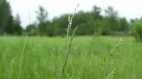 Rainy Meadow 2 Stock Footage 50799263