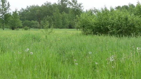 Rainy Meadow Stock Footage 50799268