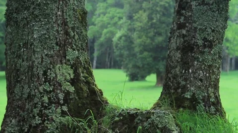 Rainy meadow trees Stock Footage 77047652