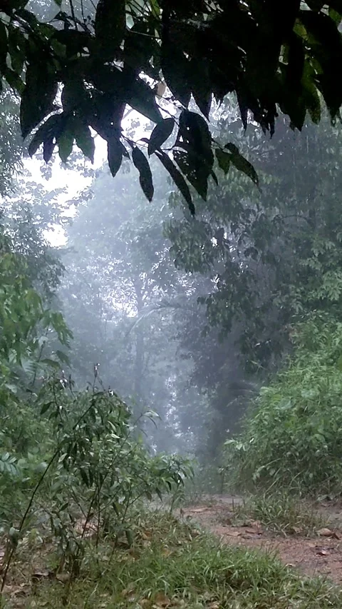 Rainy morning. Stock Footage 276414116