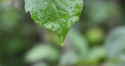 Rainy nature, water drops at leaf Video stock 157759864