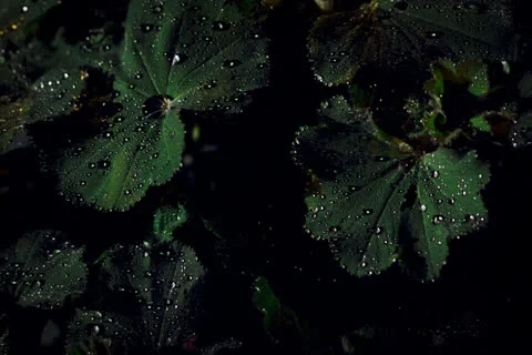 Rainy Night Leaves Stock Footage 24815027