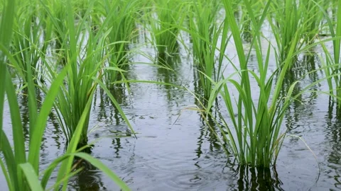Rainy paddy field Stock Footage 242759171