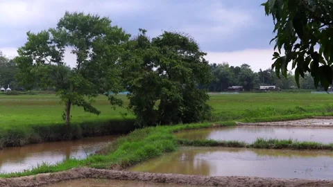Rainy paddy fields and green farmland under monsoon clouds Video stock 336532979