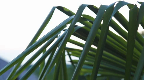 Rainy palm leafs Stock Footage 66839747