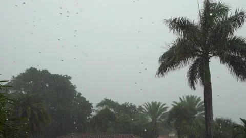 Rainy palm trees Stock Footage 143372142
