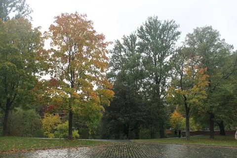 Rainy Park Stock Photos