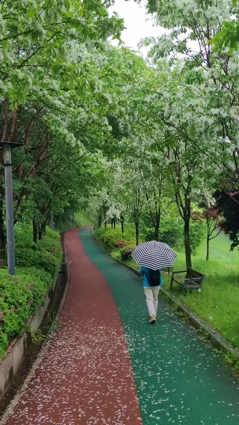 Rainy Park View in Spring Stock Footage 330379320