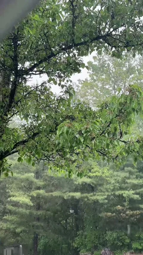 Rainy Parking Lot with Tree Focus from Inside Car Stock-Footage 335650991