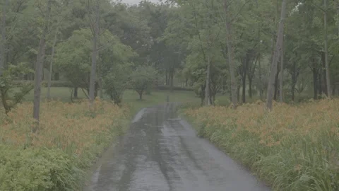 Rainy Path with Flowers on Both Sides - vlog Stock Footage 336630577