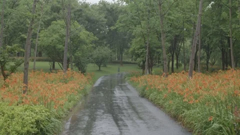 Rainy Path with Flowers on Both Sides Stock Footage 336631081