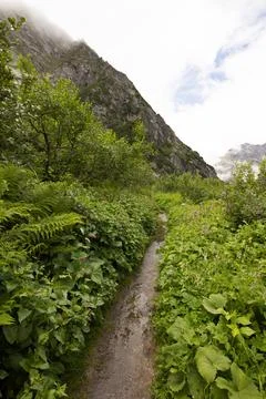 Rainy path in a forest in the mountains Stock Photos