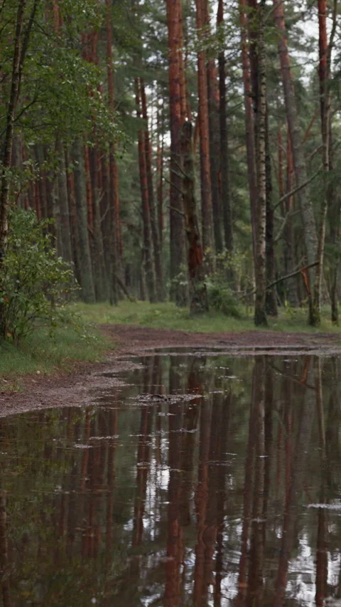 Rainy pine forest path with standing water, tall tree trunks, soft reflections Stock Footage 344774025