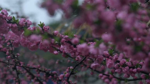 Rainy pink buds. closeuo tracking. Stock Footage 88392062