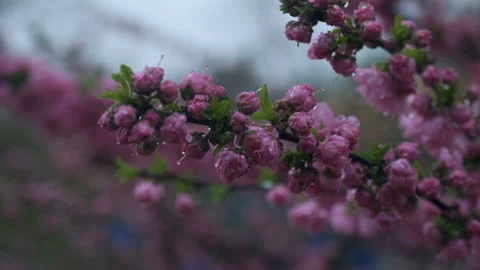 Rainy pink buds. closeup tracking. Stock Footage 88392129