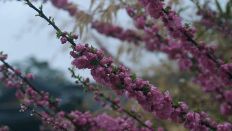 Rainy pink buds. Medium shot Stock Footage 88392100