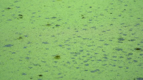 Rainy on plant in pond  Stock Footage 162467123
