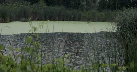 Rainy Pond With Algae Video stock 91925414