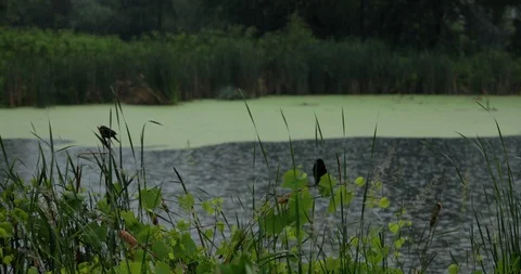 Rainy Pond With Birds Video stock 91925409