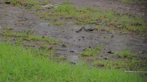 Rainy puddle reflecting natural light with vibrant green grass, showcasing .. Stock Footage 325262198