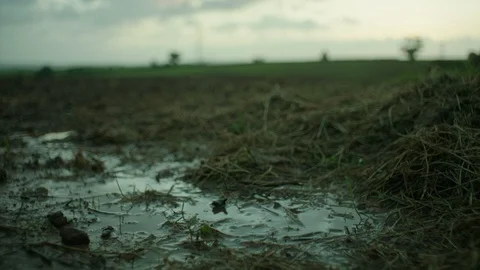 RAINY PUDDLE WALKING FIELD Stock Footage 86657293
