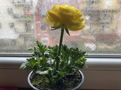 Rainy ranunculus Stock Photos