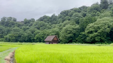 Rainy Rice Fields and Gassho House in Misty Shirakawa-go, Japan Stock Footage 339008223