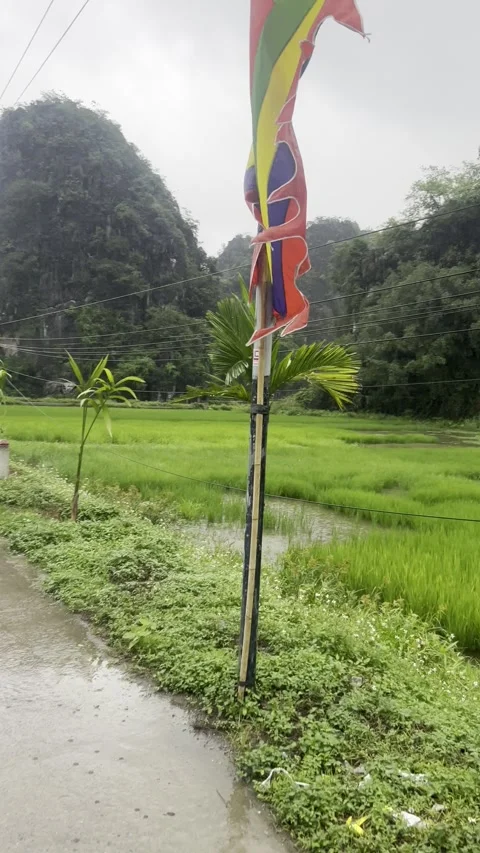 Rainy Rice Fields from Bike Perspective, Ninh Hai, Vietnam Video stock 310747663
