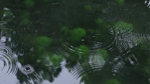 Rainy Ripples on Dark Water Surface with Green Aquatic Plants in Suzhou China Stock Footage 337872020